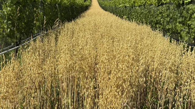 <p>Hier ist der Hafer 2025 inmitten von Weinreben kurz vor der Haferernte</p>
