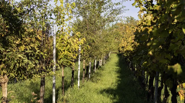 <p>Permakultur wie sie leibt und lebt: verschiedene Frucht- und Nussb&auml;ume wechseln sich mit Weinreben ab</p>
