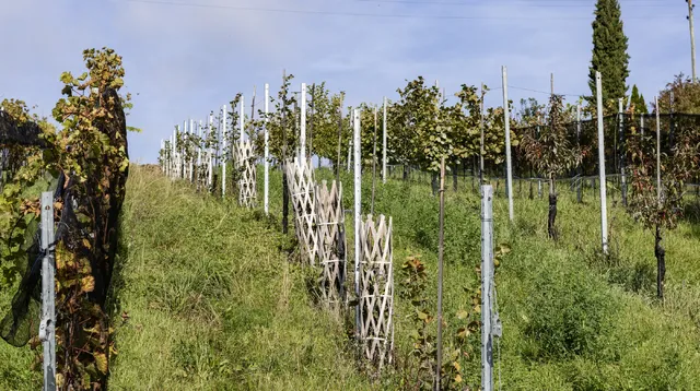 <p>Kaki und Granatapfel sch&ouml;n integriert in unseren Weing&auml;rten</p>